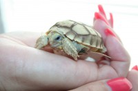 /album/sulcata/mala-sulkata-desert-rose-014-jpg/